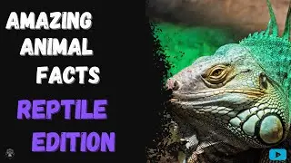 Amazing Animal Facts - Reptile Edition