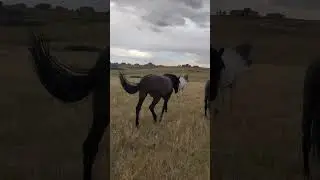 Look at the horses run as they head back to the barn. Majestic