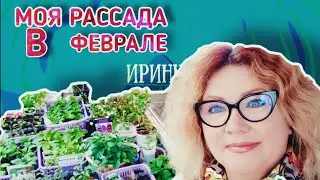 Выпуск 70. Моя рассада в феврале. Черенкуем Петунию. Растение бусинки Богоматери