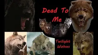 Dead to me - Twilight wolves