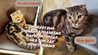 Отто оказался на улице 🤷