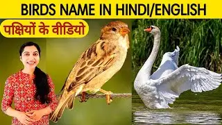 BIRDS NAME IN HINDI & ENGLISH || पक्षियों के वीडियो || पक्षियों के नाम ||