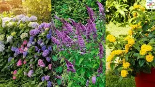 20 Shrubs that Bloom All Year | Year Round Shrubs According to Season