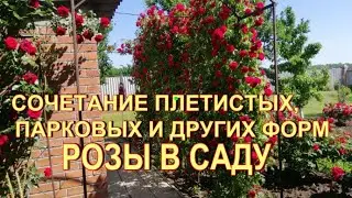 Сочетание плетистых, парковых и других форм роз на участке.