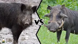 WILD BOAR VS WARTHOG - Who would win a fight?