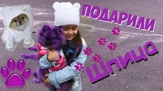 Евуле подарили Шпица COOL Present Pomeranian Spitz Ева БонБон шпиц Булька Eva BonBon