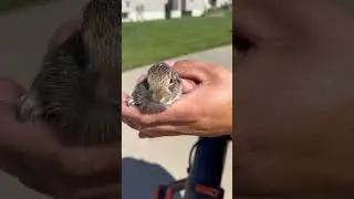 This little rabbit was chill af 🥰