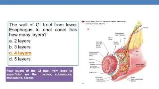 Mock questions from anatomy of digestive system   Part 1