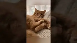 Crazy Animals🐶Funny Fail ops Moments Viral Clips 