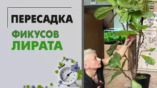 Пересадка фикусов Лирата. Фикус Лирата и стволы в нескольких вариациях.