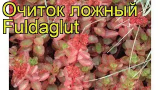 Очиток ложный Фулдаглут. Краткий обзор, описание характеристик sedum spurium Fuldaglut