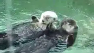 Otters holding hands