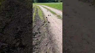 АТАКА СТАИ ХОРЬКОВ НА ЧЕЛОВЕКА, КРАСНОДАРСКИЙ КРАЙ