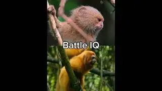 Doing Your Requests 15 | Pygmy Marmoset vs Golden Lion Tamarin, Hippo vs Polar Bear