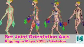Skeleton and Joint Orientation Axis. Rigging in Maya 2020