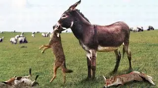 When Animals Messed With The Wrong Donkey!