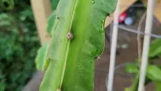 Dragon Fruit Flower Bud - 1 day (retrospect)