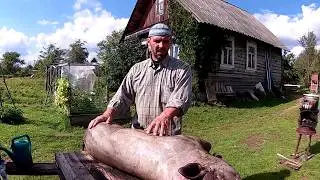 Вьетнамские свиньи. Опаливаем тушку-2 //Из города в деревню