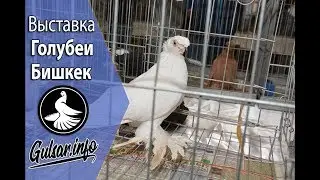 ВЫСТАВКА ГОЛУБЕИ БИШКЕК 2017 / PIGEONS / TAUBE