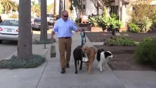 Nathan Woods Dog Trainer brand video