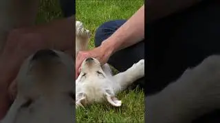 Secret to Happiness is a White Labrador Retriever ❤️ Can't Stop Watching Melt Hearts! 🐾 #PuppyLove