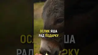 СПАСЛИ КОПЫТА ОСЛИКУ! 