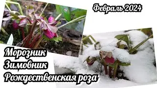 Зацветают морозники 🥰. Февраль! Начало сказки! Первоцветы в саду
