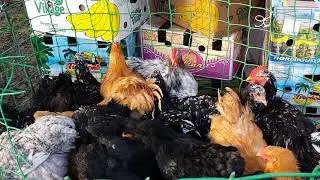4 Часть. Шикарная ярмарка птиц и животных и прочие. Кропоткин /28.11.2021/