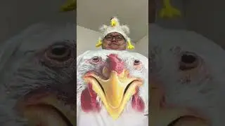 Toy chicken!
