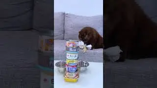 Выбор кота #питомцы #cat
