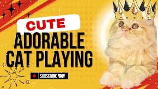 Adorable Cat Playtime: Cute Moments You Can’t Miss!