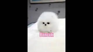 Dişi köpeklere koya bileceğiniz isimler 🐶❤️
