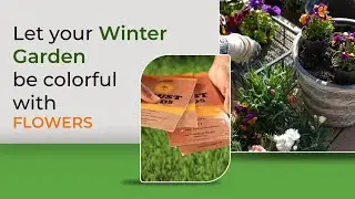 Winter Flowering Annuals (PART -1) | Best time to sow winter flower seeds in different places