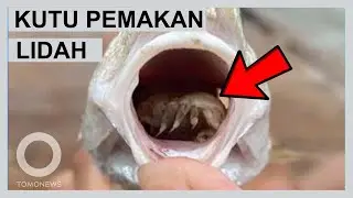 Kutu Pemakan Lidah Ikan Sampai Busuk   - TomoNews