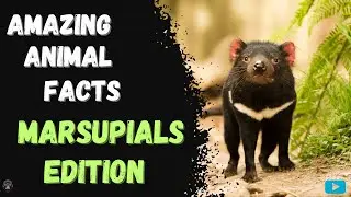 Amazing Animal Facts - Marsupials Edition