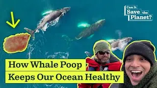 Can Whales Save the Planet?