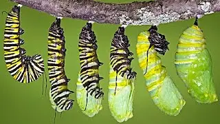 What REALLY Happens When a Caterpillar Turns Into a Butterfly...