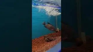 Fishes in the tank 