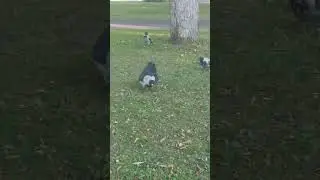 болтуньи