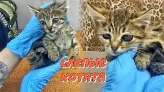 Слепые котята. Рождены на улице, там и потеряли зрение.