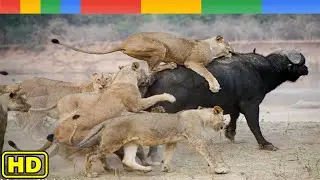 Lion vs Buffalo Classic Battle - Nat Geo Wild Documentary HD