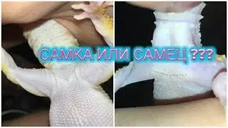 КАК ОПРЕДЕЛИТЬ ПОЛ ЭУБЛЕФАРА / КАК ОТЛИЧИТЬ МАЛЬЧИКА И ДЕВОЧКУ