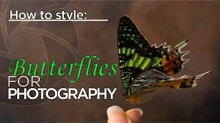 How to Style BUTTERFLIES for Still Life Photography | Tutorial