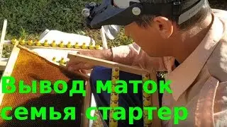 Вывод маток. Перенос личинок. Семья стартер.