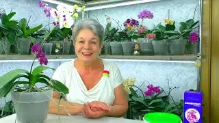 Answers to questions about orchids and fertilizer + SURPRISE for viewers of the Channel.