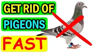 How to Get Rid of PIGEONS (From Balcony, Roof & Windows) Naturally