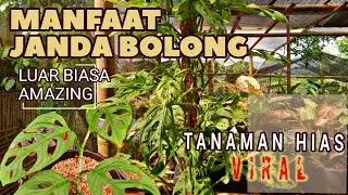 MANFAAT TANAMAN JANDA BOLONG