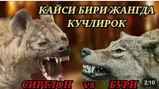 Сиртлон ва бури жангда кайси Бир кучлирок 