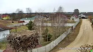 LIVE🔴 Брестский аист, Гнездо аиста онлайн 4К