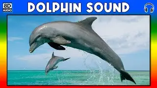 🐬 DOLPHIN SOUND - DOLPHIN SOUND EFFECT - SOUND OF DOLPHIN - NOISE OF DOLPHIN